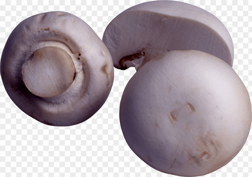 Mushroom Image Fungus Calocybe Gambosa Food PNG