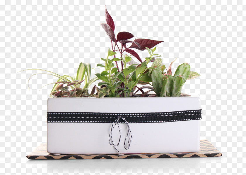 Plant Flowerpot Rectangle PNG