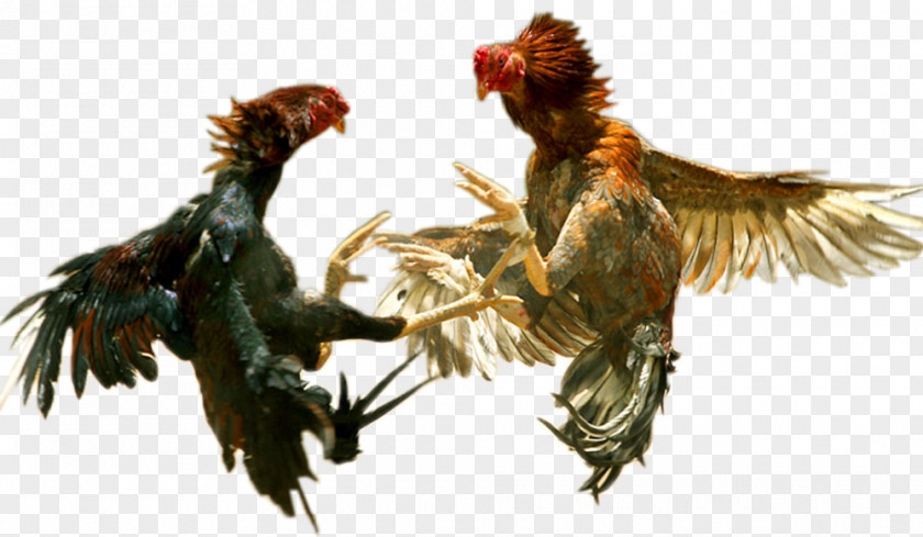 Asil Chicken Phoenix Cockfight Rooster Combat PNG