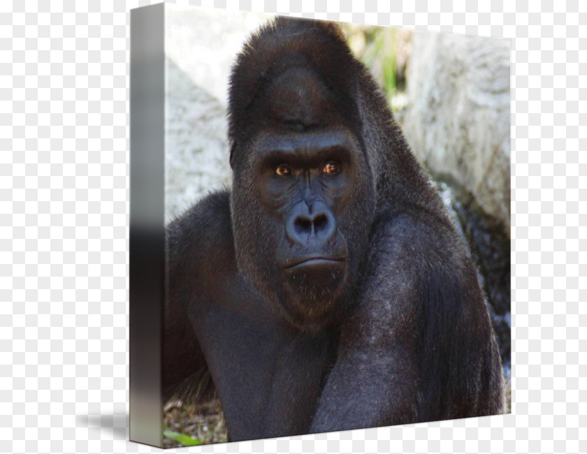 Monkey Western Gorilla Common Chimpanzee Snout Terrestrial Animal PNG