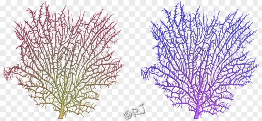 Sea Coral Line Aquarium Tree PNG