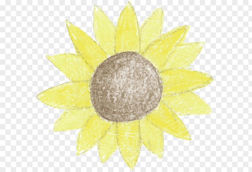 Sunflower Thumbnail Common Clip Art PNG