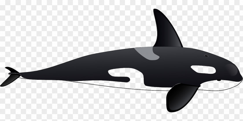 Black Whale Killer Dolphin Clip Art PNG