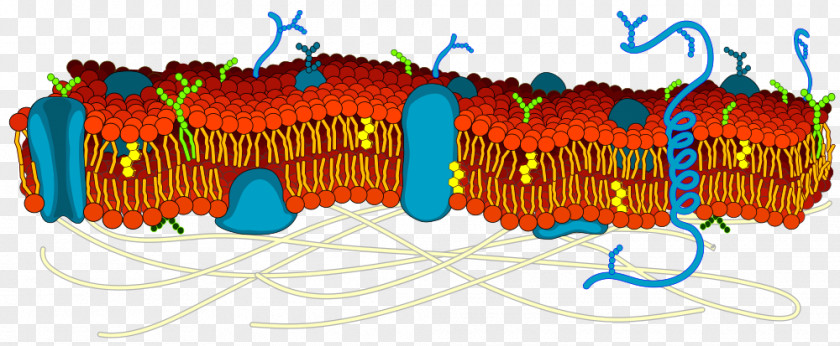 Cell Membrane Biological Lipid Bilayer Biology PNG