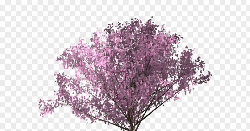 Cherry Blossom Sai PNG