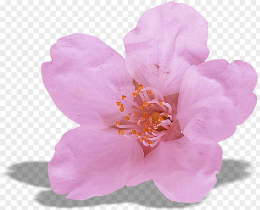 Flowers Floating PNG
