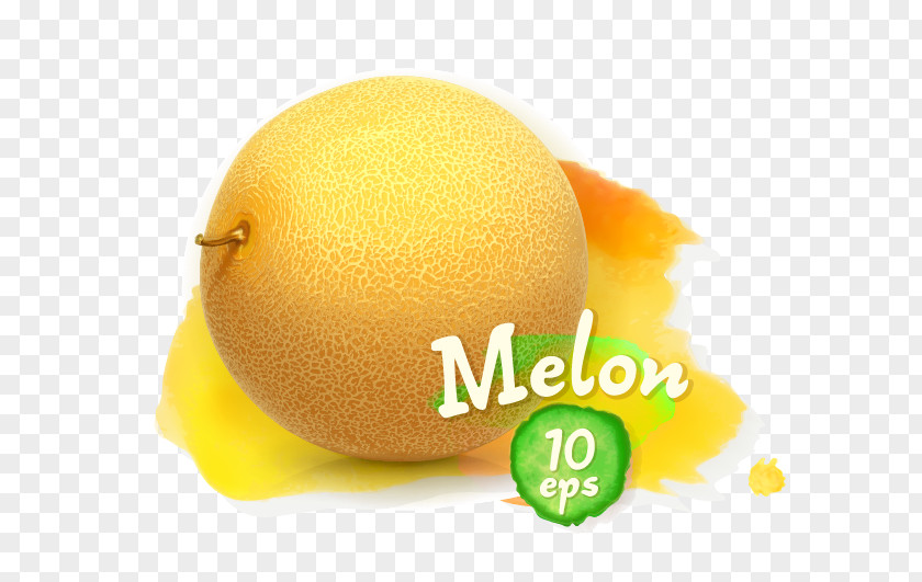 Vector Melon Royalty-free Stock Photography Fruit Illustration PNG