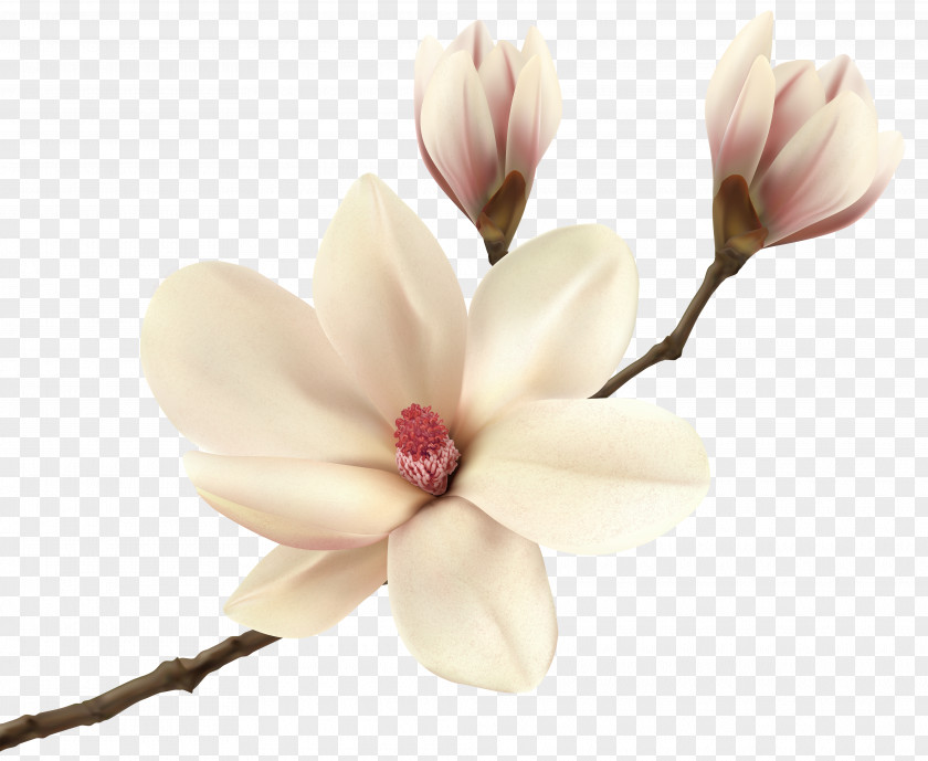 White Spring Magnolia Branch Clip Art Image Southern Flower Fraseri Tree Floristry PNG