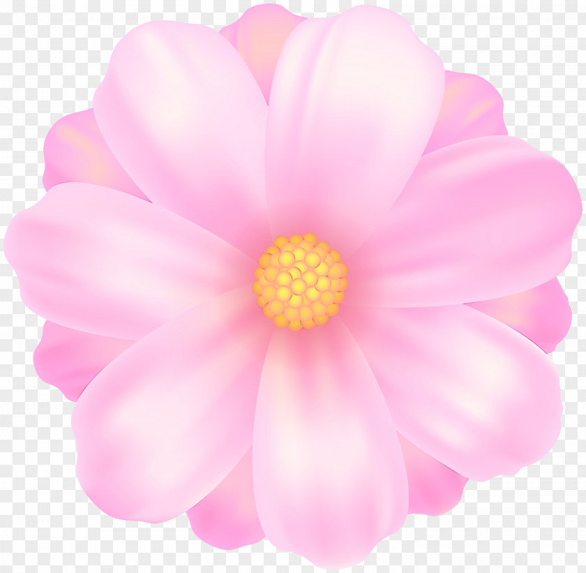 Annual Plant Wildflower Petal Pink Flower Flowering PNG