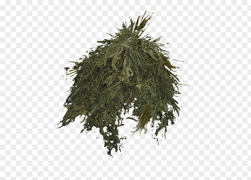 Tree Sencha PNG