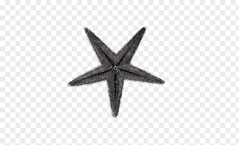 Black Starfish Seashell Textile PNG