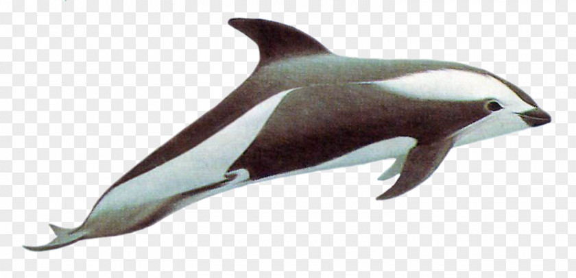 Dolphin Short-beaked Common Porpoise Tucuxi Rough-toothed White-beaked PNG