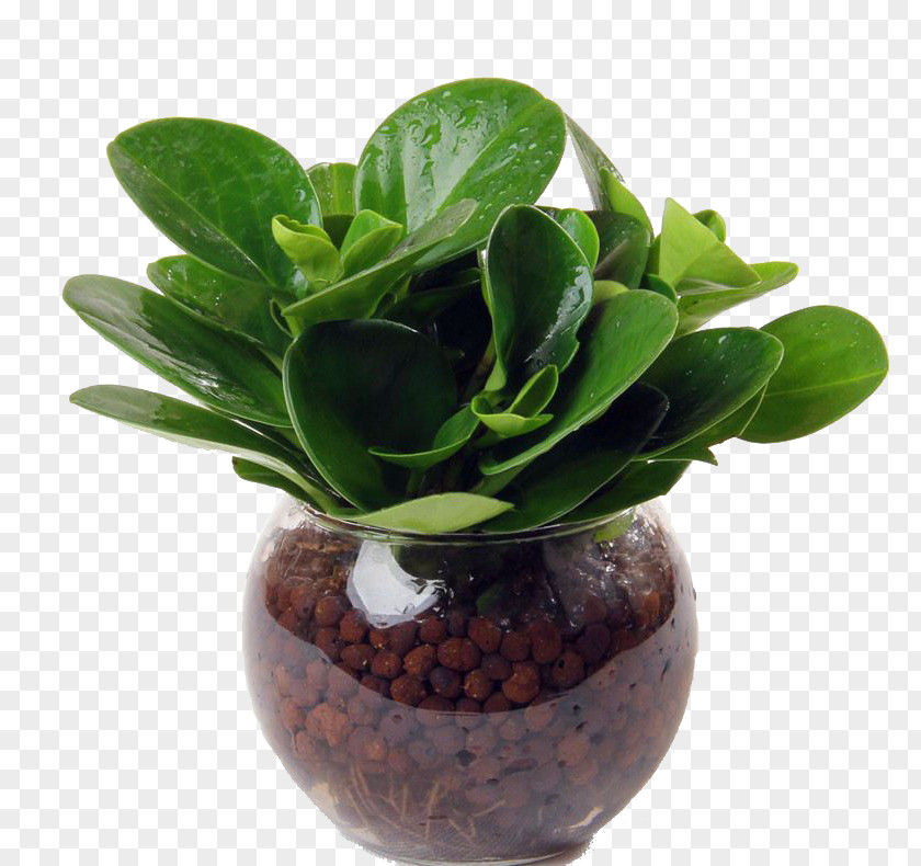 Hydroponic Plants Leaf Hydroponics Plant Bonsai Flowerpot PNG