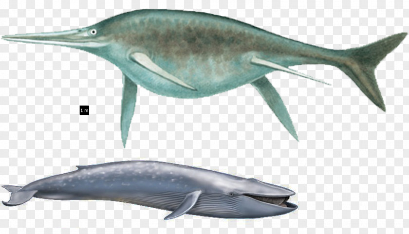 Megalodon Vs Mosasaurus Tucuxi Short-beaked Common Dolphin Bottlenose Ichthyosaur Rough-toothed PNG