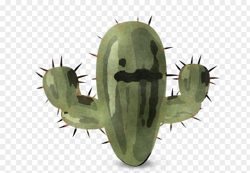 Prickly Pear Insect Cactus PNG