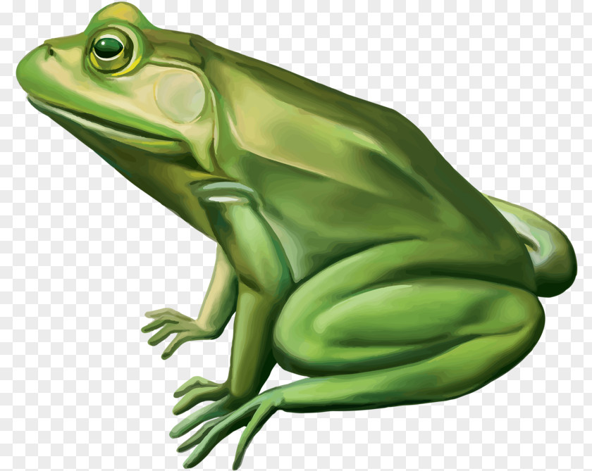 Big Green Frog Duck Stock Photography Clip Art PNG