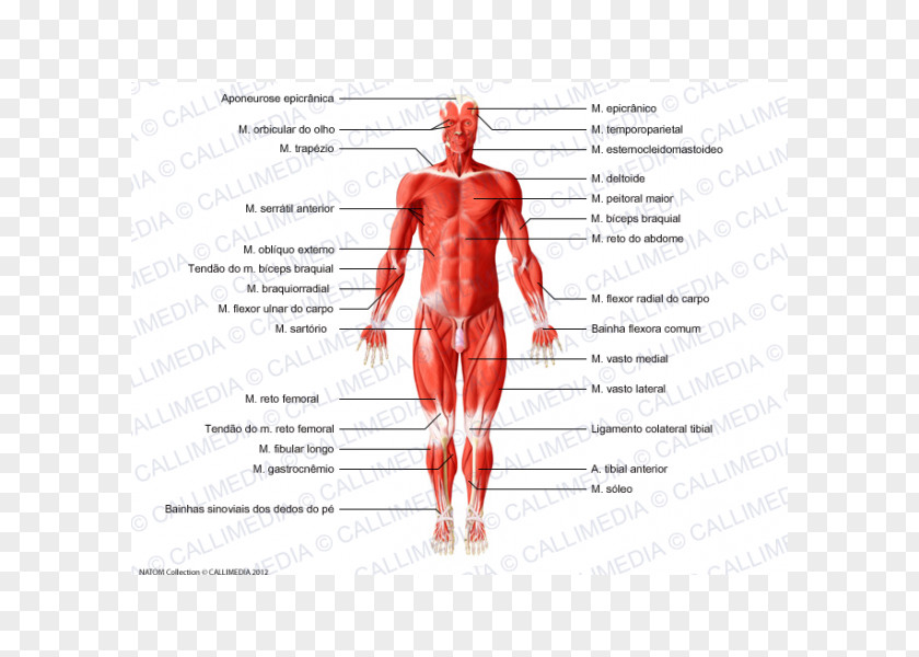 Corpo Humano Muscle Human Body Anatomy Muscular System PNG