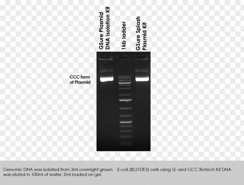 Dna Extraction Column Plasmid Preparation DNA Restriction Digest PNG