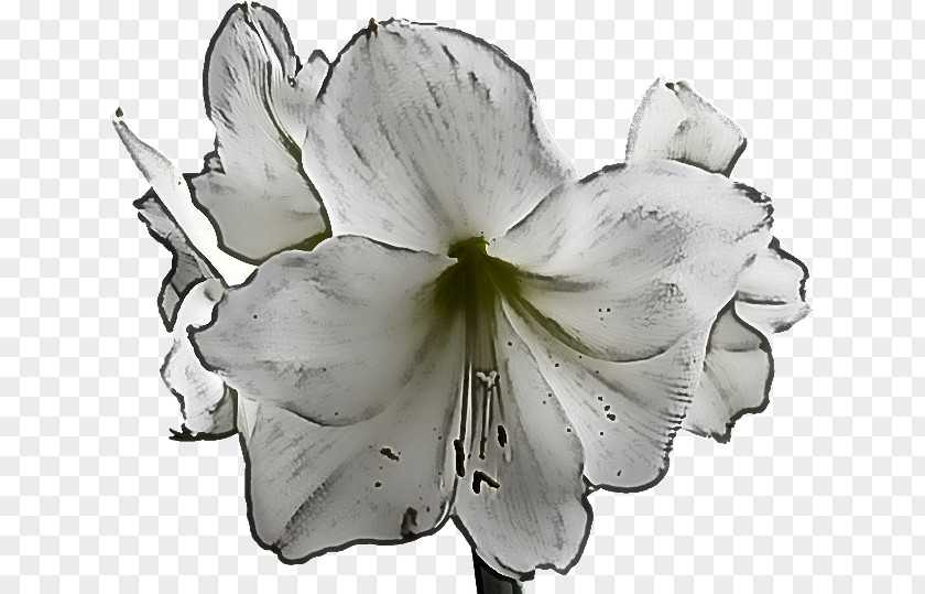 Geranium Style White Lily Flower PNG