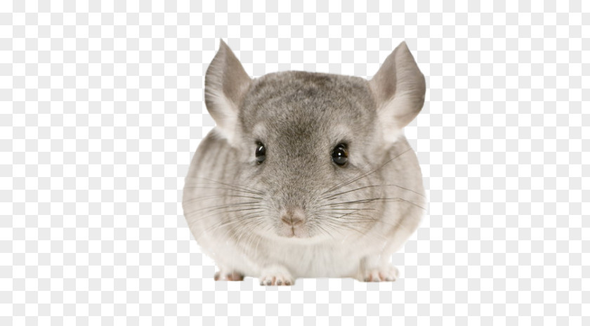 Chinchilla Gerbil Rat Mouse Muridae PNG