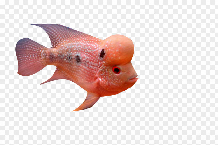 Deep Sea Rosé Fish PNG