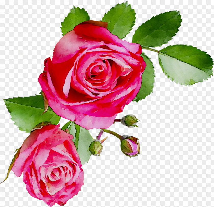 Garden Roses Cabbage Rose Floribunda Floral Design Cut Flowers PNG