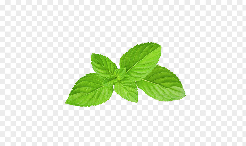 Green Mint Leaves Mentha Spicata Apple Peppermint Menthol Food PNG