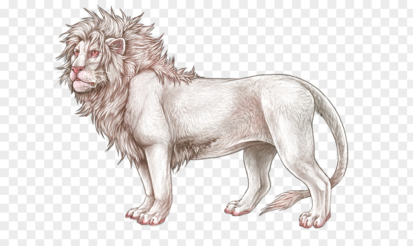 Lion Drawing Sketch Big Cat Dog Felidae PNG