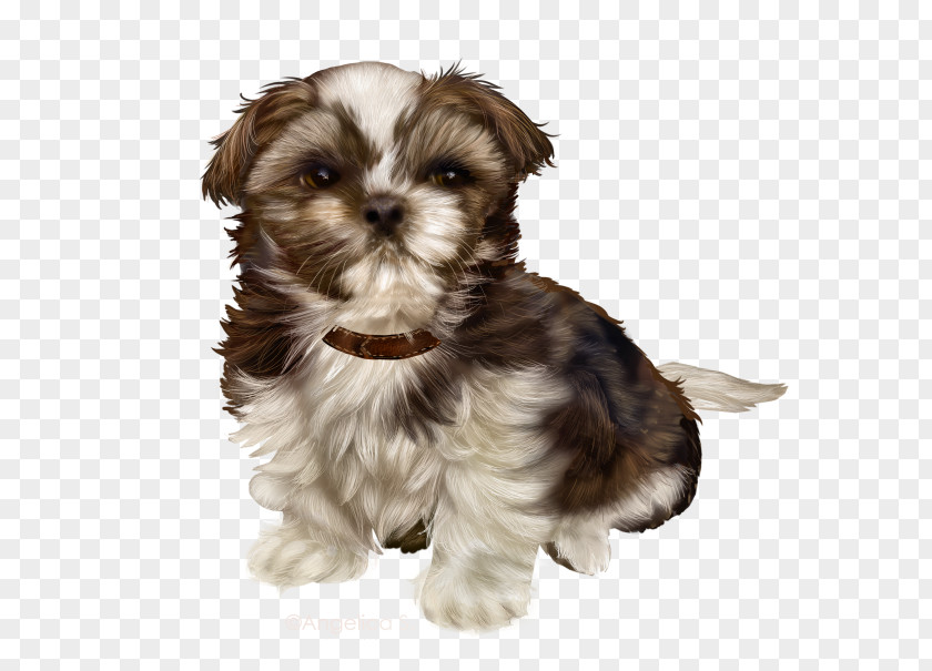 Puppy Morkie Schnoodle Little Lion Dog Shih Tzu PNG
