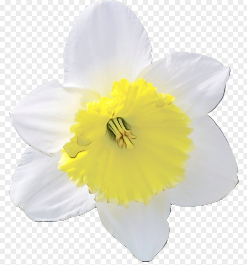 Wildflower Amaryllis Family White Yellow Petal Flower Narcissus PNG