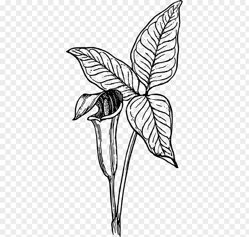 Botanical Plants Arum-lily Cuckoo-pint Clip Art PNG