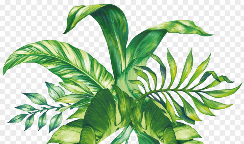 Leaf Swiss Cheese Plant Botanical Illustration Green PNG