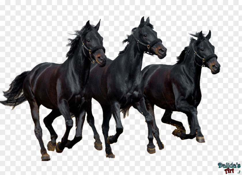 Tall Stallion Curly Horse Black Desktop Wallpaper Bay PNG