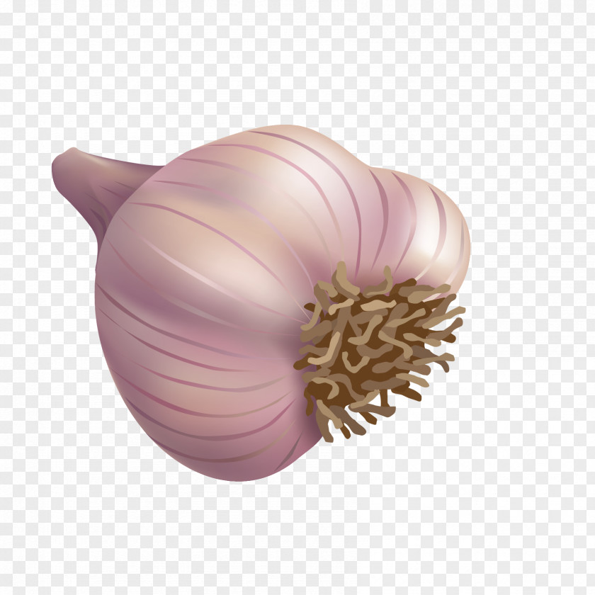 Vector Garlic Spice Onion PNG