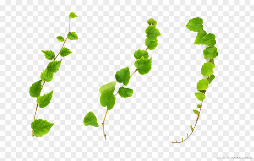 Vines Are Available For Free Download Common Ivy Vine Plant Stock Photography PNG