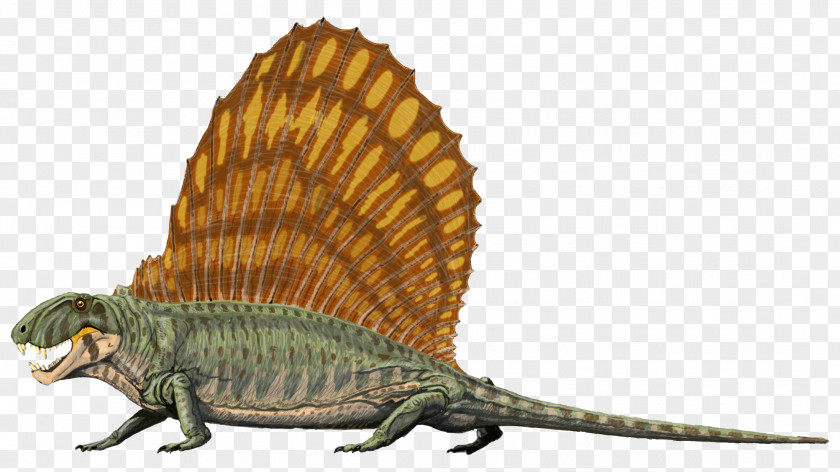 Amphibian Dimetrodon Limbatus Reptile Pelycosaur Permian Dinosaur PNG