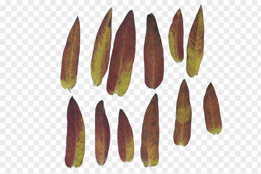 Banana Leaf Texture PNG