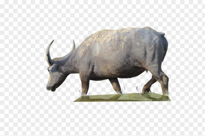 Bison Cattle Water Buffalo 3D Computer Graphics PNG