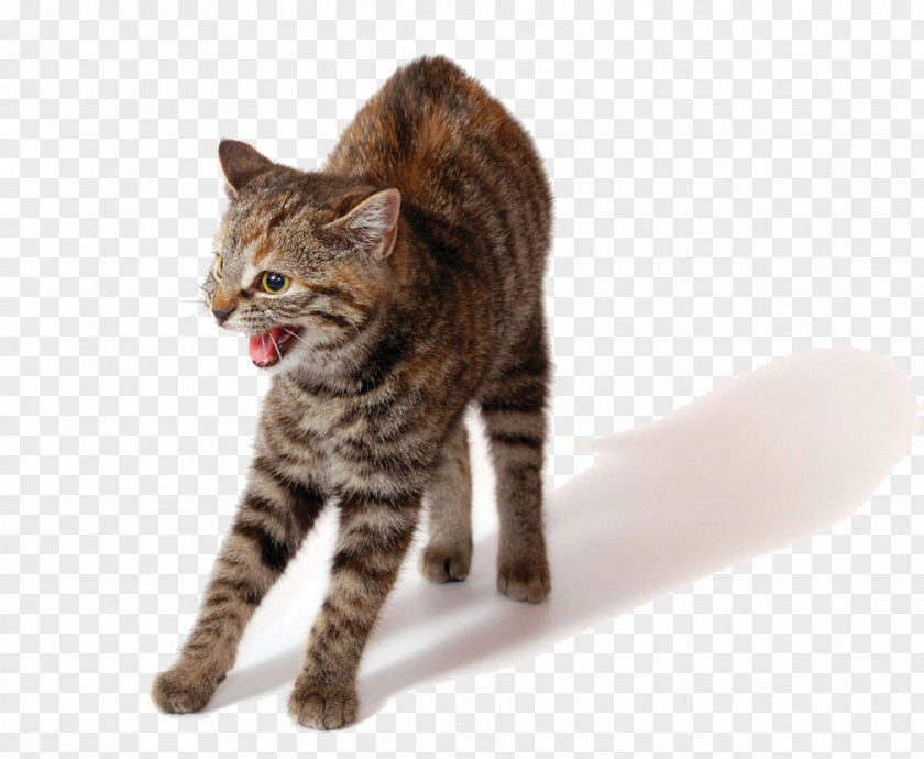 Cat Grumpy Kitten Growling Pet PNG