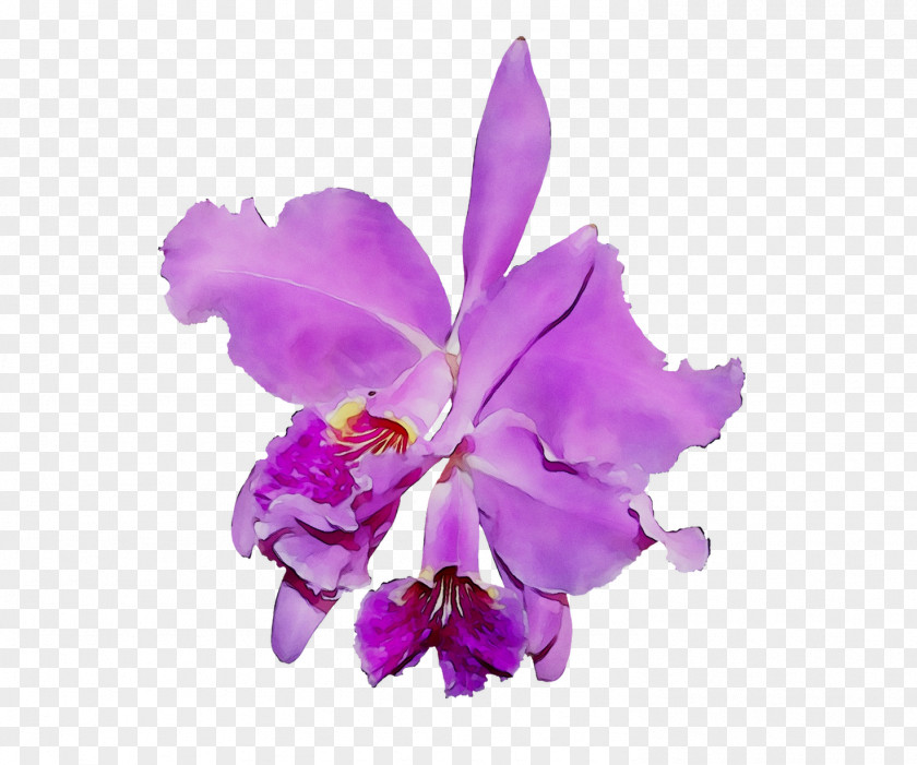 Crimson Cattleya Moth Orchids PNG