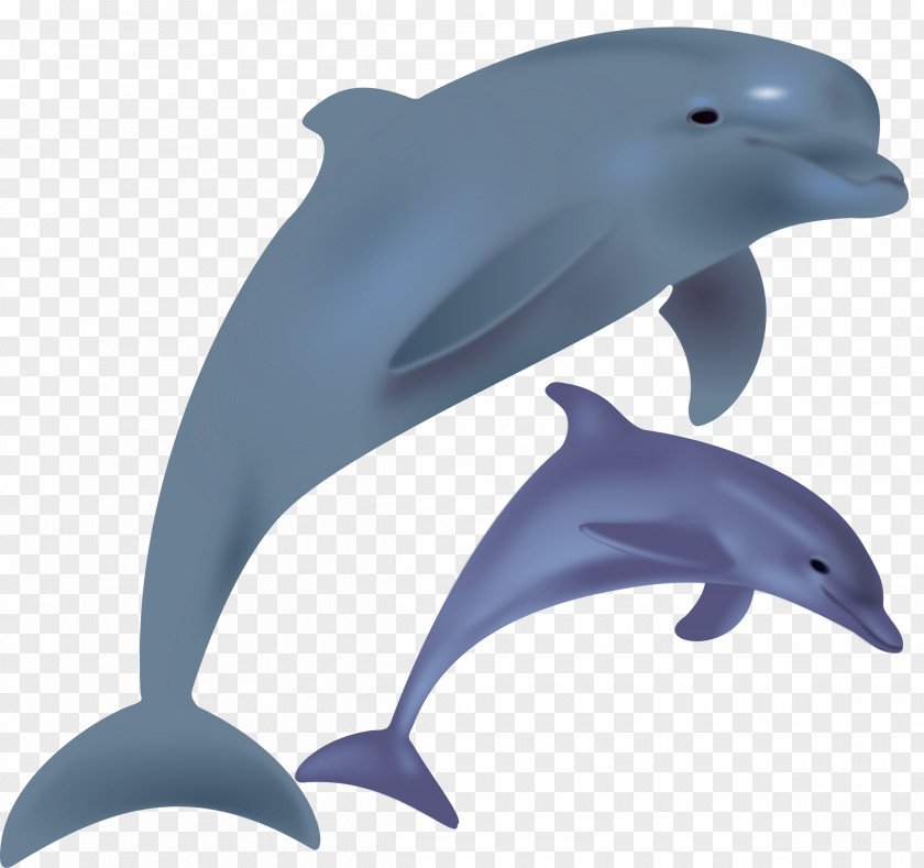 Flippers The Bottlenose Dolphin Clip Art PNG