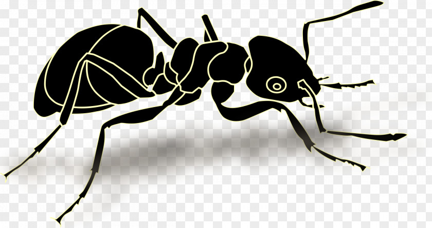 Insect Ant Vector Graphics Clip Art Illustration PNG