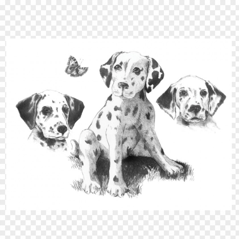 Pencil Sketching Made Easy Drawing Dalmatian Dog Sketch PNG
