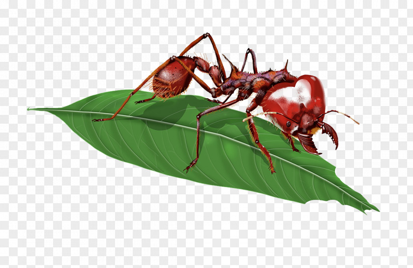 Red Ants And Leaves Atta Laevigata Insect Imported Fire Ant Myrmicinae PNG