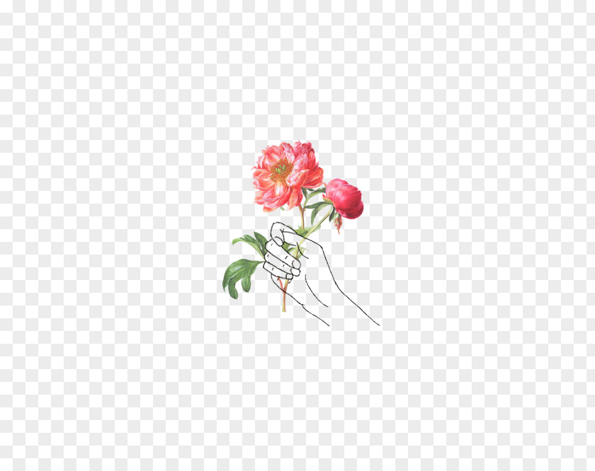 Rose Drawing Illustration Image Sketch PNG