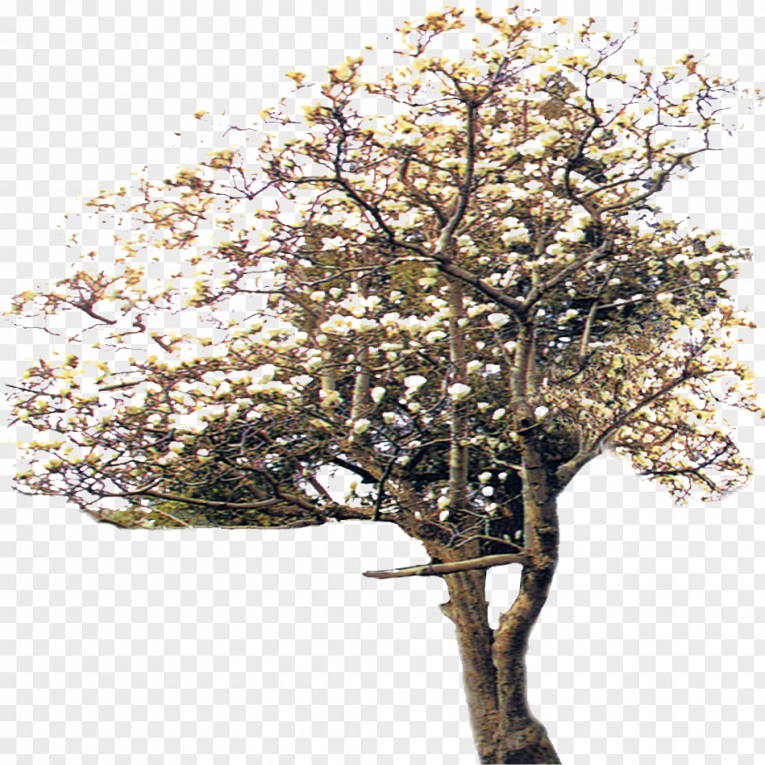 Trees Creative Element Floral Patterns Tree Plant Computer File PNG