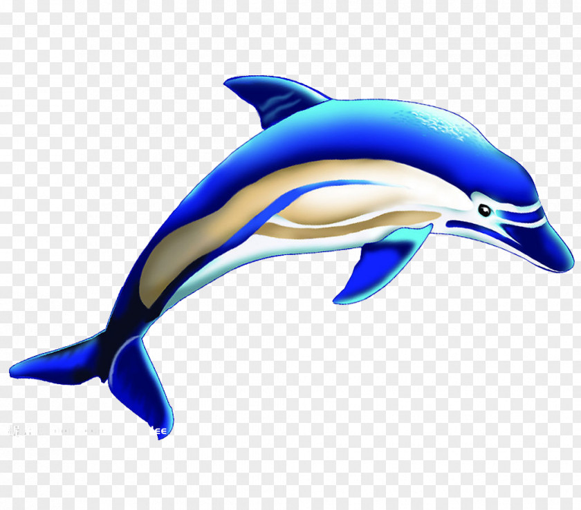 3D Blue Whale Common Bottlenose Dolphin Short-beaked Tucuxi Wholphin Killer PNG