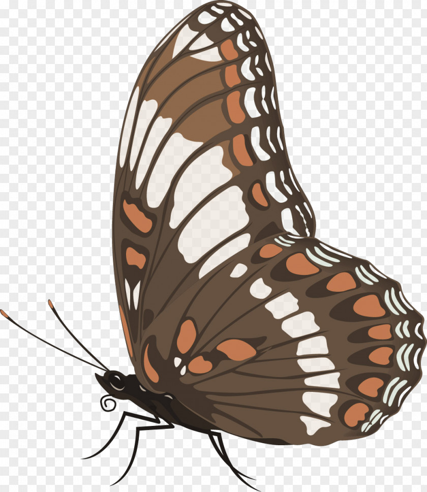 A Butterfly Insect Clip Art PNG