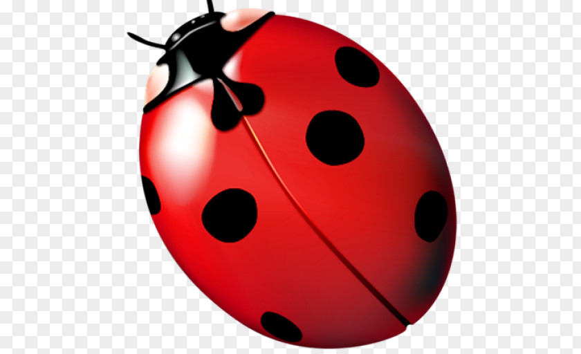 Design Ladybird Beetle Clip Art PNG
