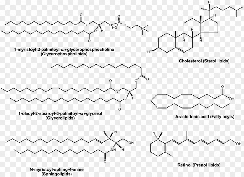 Lipidomics Polyunsaturated Fat PNG
